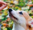 Cinco trucos para educar a tu perro sin gritos