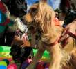 Los perros saben clasificar objetos según su función y utilidad