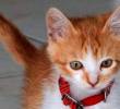 Importancia del juego en los gatos para su salud física y emocional