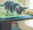 ¿Cómo perros y gatos convierten los olores en su mapa del hogar?
