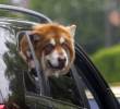 Vacaciones con mascotas, un viaje multigeneracional