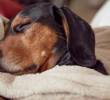 Síntomas de la narcolepsia y cataplexia en perros