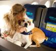 Bark Air, la auuusombrosa aerolínea de los perros tiene nuevo destino