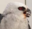 Águila de Misisipi fue rescatada en Puerto Triunfo con una lesión