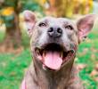 Estas son las razones por las que los perros lamen el suelo