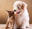 ¿Puedo usar antipulgas para perros en un gato?