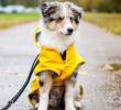 ¿Cómo influye el clima en los perros y gatos?