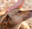 ¿Cuál es la mejor forma de saludar a un perro?