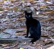 Los gatos ferales, peligro para la fauna silvestre