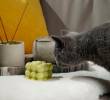 Los peligros del incienso en casa para los gatos