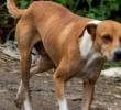 Conjuntivitis en perros: ¿cómo se trata?