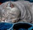 Por estas razones tu gato duerme en tu ropa