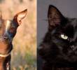 ¿Qué dicen las religiones sobre los perros y gatos?