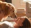 ¿Por qué los perros lamen tanto a sus humanos?