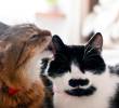 Convivencia entre gatos: claves científicas para entender su relación