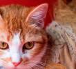 Alimentos holísticos para tu gato