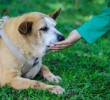 A los perros también los afecta el regreso de vacaciones