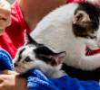 ¿De dónde vienen los gatos modernos? ¡Parece que son resultado de un sacrificio egipcio!