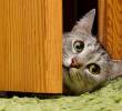 ¿Cómo lograr que tu gato duerma en la noche y no te despierte?