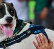 El sobrepeso trae diabetes e hipotiroidismo en las mascotas