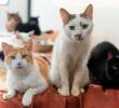 80 perros y gatos de La Perla podrán encontrar hogar este sábado