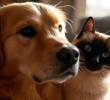Objetos comunes que son perjudiciales para tu mascota