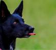 Conductas posesivas en perros: ¿cómo corregirlas?