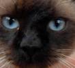 Los cinco colores más raros de los gatos