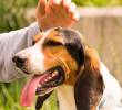 Psicología explica por qué acariciamos a los perros