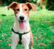 Tu perro sí te quiere: ¡Así te lo demuestra!