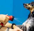 Guía para bañar a tu perro en casa y no morir en el intento