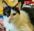 Tu gato te insulta y una aplicación trabaja para comprobarlo