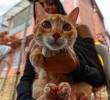 El atún no es la mejor opción para tu gato: ¡Cuidado con este alimento!