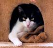 ¿Los gatos sienten celos? Esto es lo que debes saber