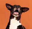 ¿Qué significa el ladrido de un perro?
