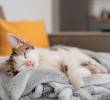 [En video] Cinco gatos perezosos captados en video