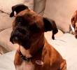 Una mujer podría pasar seis años en prisión por culpa de su perro