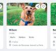 Ahora adoptar una mascota es más fácil: desde el celular puede encontrar nuevo mejor amigo
