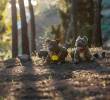 Perros domésticos impactan el medioambiente: ¡Así sucede!