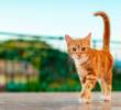 [En video] Cinco gatos entrenados para seguir comandos