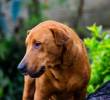 Glaucoma en perros: todo lo que necesitas saber