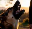 ¿Por qué algunos perros “hablan” o gruñen como si conversaran contigo?