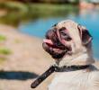 Razas de perros que no toleran el calor ¿Cómo cuidarlas?