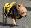 Seguros para mascotas, nuevo beneficio de las empresas para sus empleados