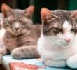 La Perla ha rescatado cerca de 7.200 animales sin hogar en Medellín