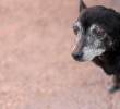 En video: Mascotas “viejitas” que enternecen las redes