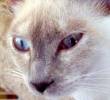 Tu gato te manipula con este ronroneo especial