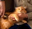 Cinco razones por las que tu gato se acuesta sobre ti