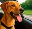 Beneficios de viajar en auto con tu mascota