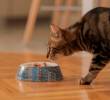 ¿Por qué mi gato vomita después de comer? Causas y soluciones